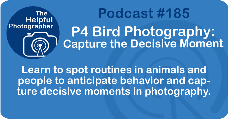 Photo Tips Podcast: P4 Bird Photography: Capture the Decisive Moment #185