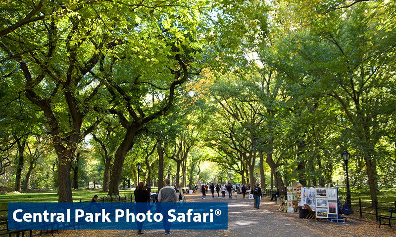Central Park Photo Tour