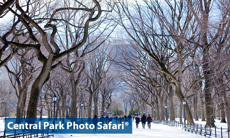 Central Park Photo Safari