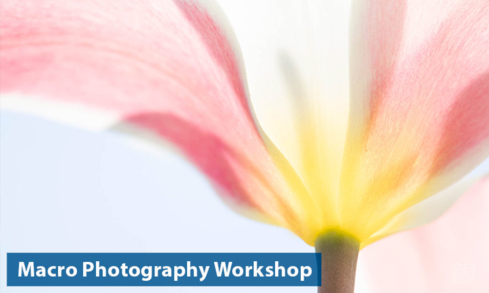 Macro photography workshop - how to photograph flowers